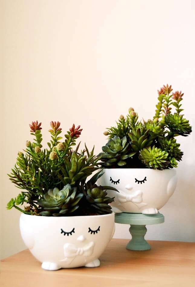 chia-succulent-plant-heads-645x946