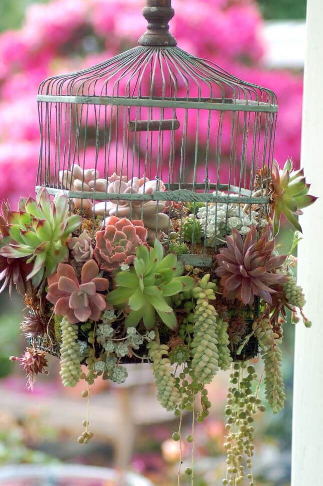 succulent-birdcage-645x970